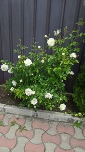 IMG-20180602-WA0003