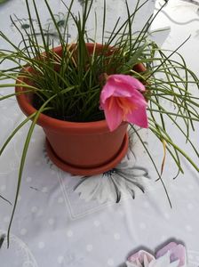 Zephyranthes