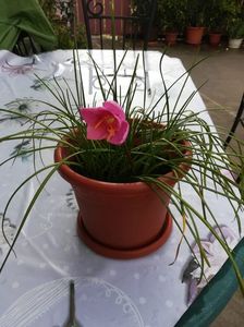 Zephyranthes