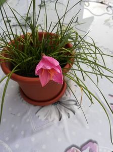 Zephyranthes
