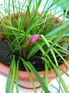 Zephyranthes