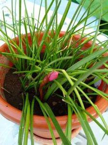 Zephyranthes