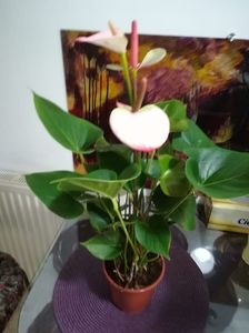 Anthurium Amalia Elegance alb cu roz