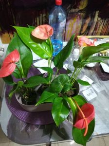 Anthurium Scherzerianum mini orange si coral