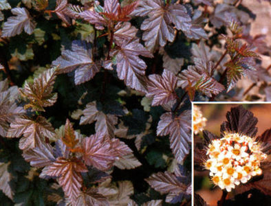 physocarpus-opulifolius-diabolo