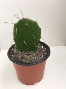 OPUNTIA Elata 10 lei