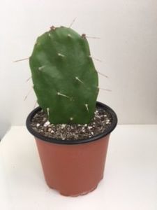 OPUNTIA Elata 10 lei