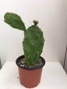 OPUNTIA Elata 10 lei