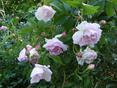 Duchesse dAngouleme