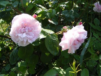 Fantin Latour