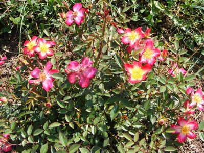 Star Profusion