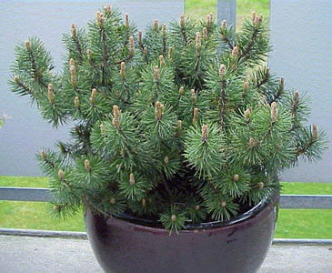 Pinus mungo obisnuit