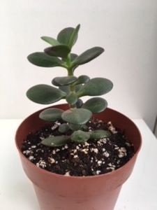 Crassula Ovata 10 lei