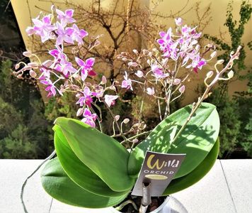 Wild Pink