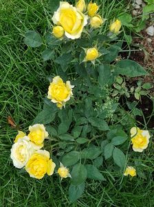 Miniroza din ghiveci; La rugamintea unei prietene aflata anul trecut  in vizita la mine am plantat acest trandafiras in gradina mea. Ziua ei de nastere era in acea perioada si l-a primit cadou de la cineva aici, la mine,
