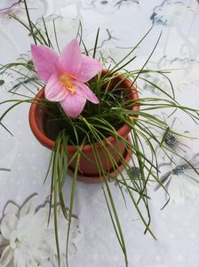 Zephyranthes