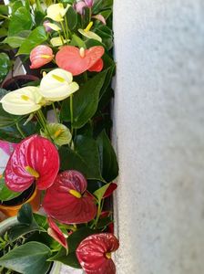 Anthurium