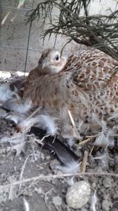 ; Va devenii si ea mamica ...
