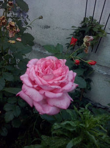 Florov