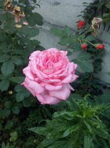 CAM02347