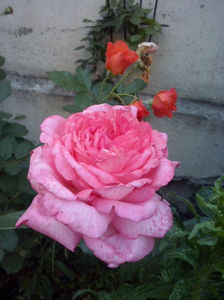 CAM02354