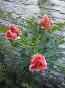 CAM02360