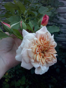 CAM02362