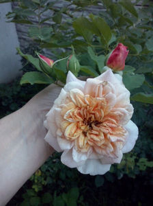 CAM02363