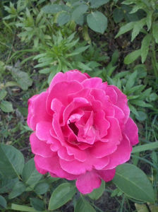 CAM02367