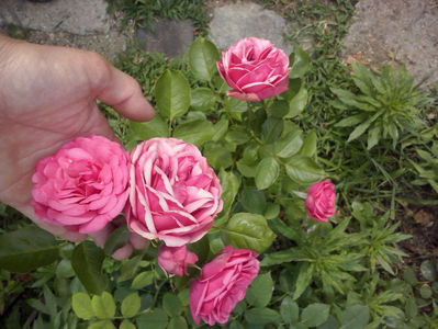 CAM02376