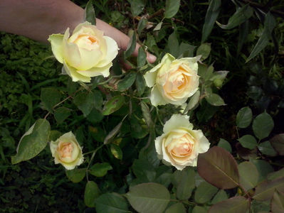 CAM02387