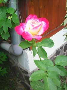 Photo8285