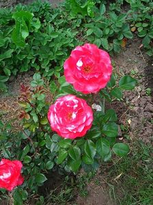 Nuovo_1_Photo8263