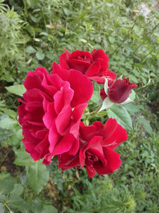 CAM02406