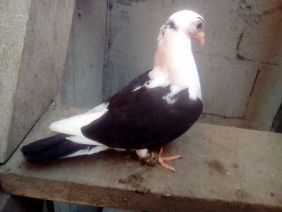 Mama cade de la disparitie tata super moriscar