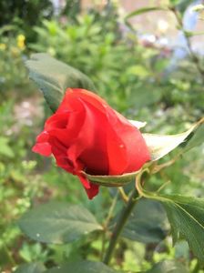 IMG-20180531-WA0015