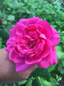 IMG-20180531-WA0016