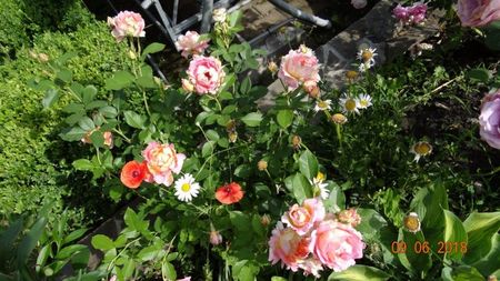 Rose des Cisterciens