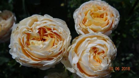 Odile