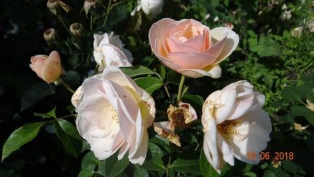 Sweet Juliet
