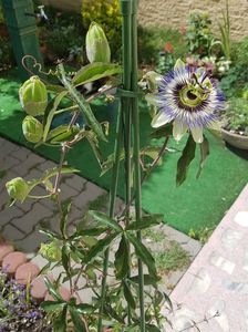 Passiflora caerulea-alta decat cea din ultimii doi ani!