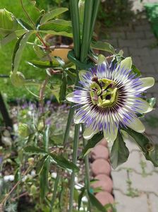 Passiflora caerulea