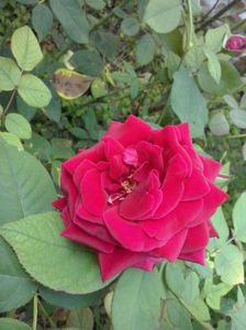 Crimson Glory