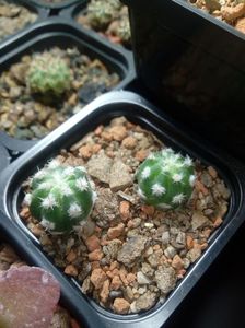 Echinopsis subdenudata