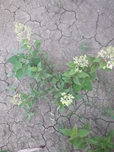 Hortensia Fraise vanille