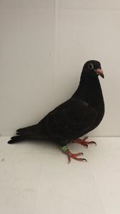 vandut