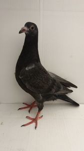 vandut