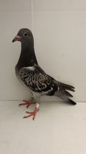 vandut