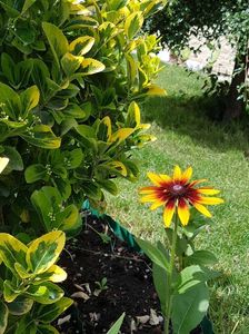 Rudbeckia