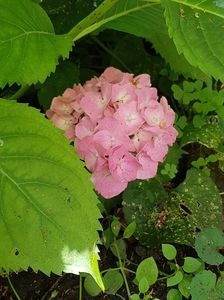 Hortensia
